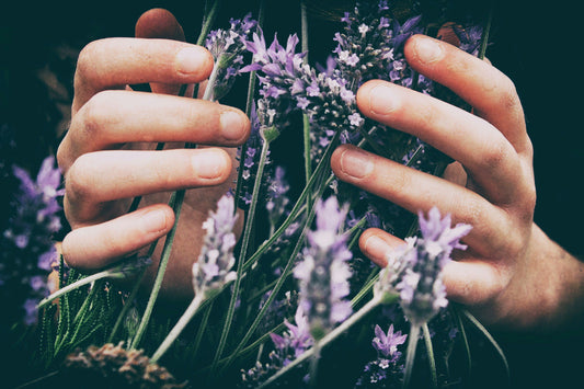 Exploring the Different Types of Lavender Essential Oil: Origins, Benefits, and Fun Facts