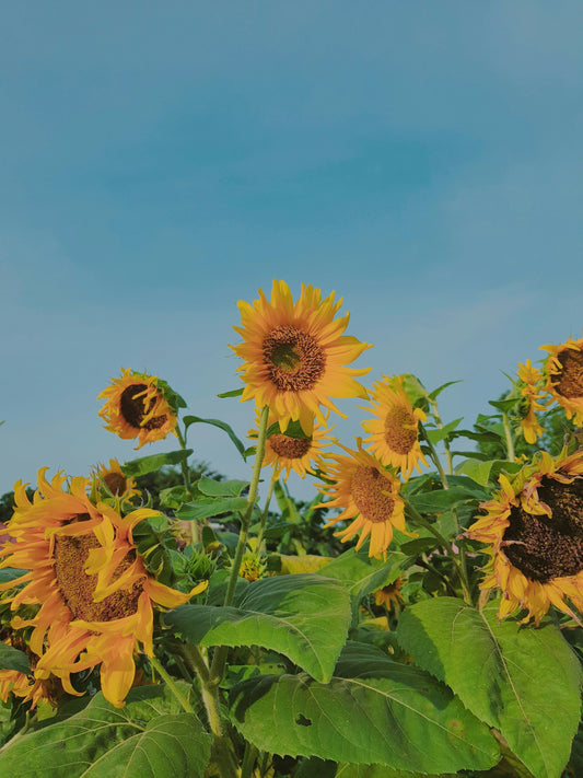 Late Summer Sunflower Candle Class
